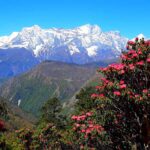 Rhododendron Helambu Trekking